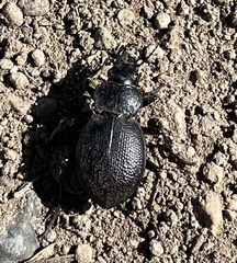 Calosoma luxatum