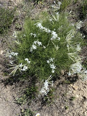 Amsonia longiflora