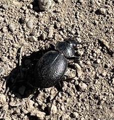 Calosoma luxatum