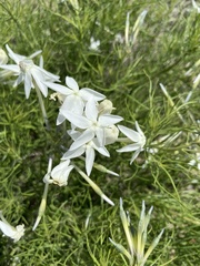 Amsonia longiflora