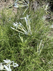 Amsonia longiflora