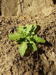 Urospermum picroides