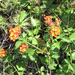 Texas Lantana - Photo (c) Chuck Sexton, some rights reserved (CC BY-NC), uploaded by Chuck Sexton