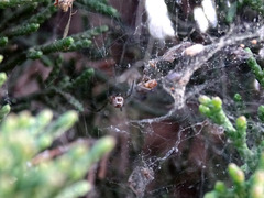 Frontinellina frutetorum