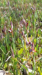 Serapias strictiflora
