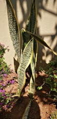 Sansevieria trifasciata