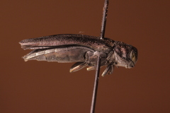 Agrilus pensus