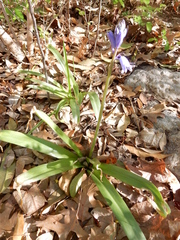 Hyacinthus orientalis