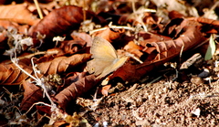 Pharneuptychia phares