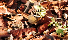 Pharneuptychia phares