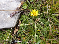 Taraxacum tenuisectum