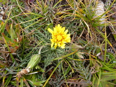 Taraxacum tenuisectum