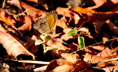 Pharneuptychia phares