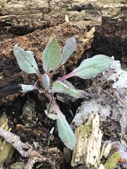 Mertensia virginica