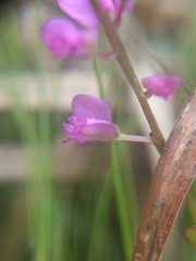 Polygala crenata