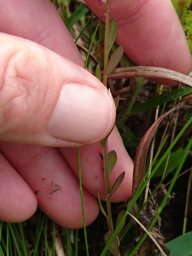 Image of Senega crenata by (c) Abby Darrah, some rights reserved (CC BY)