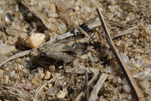 Crested Pygmy Grasshopper photo 5