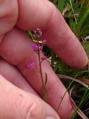 Polygala crenata