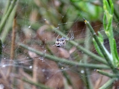 Frontinellina frutetorum