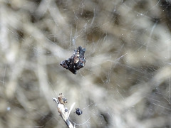 Cyrtophora citricola