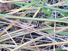 Alopecosa albofasciata