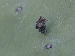 Cyrtophora citricola