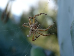 Cyrtophora citricola