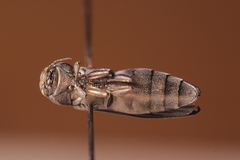 Agrilus pensus