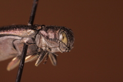 Agrilus pensus