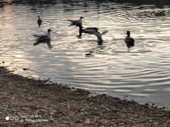 Chroicocephalus ridibundus