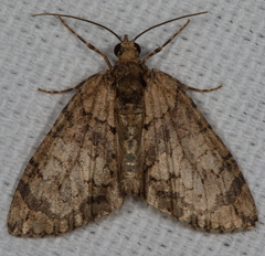Hydriomena transfigurata