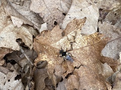 Criorhina