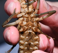 Cambarus appalachiensis