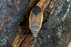 Largus cinctus