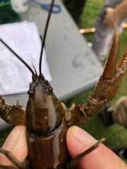 Cambarus appalachiensis