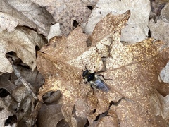 Criorhina
