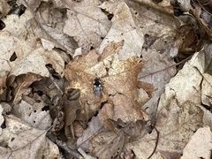 Criorhina