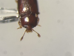 Philothermus glabriculus