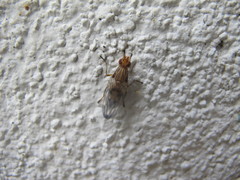 Idana marginata