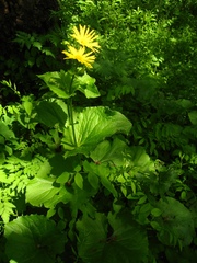 Doronicum macrophyllum