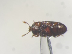 Philothermus glabriculus