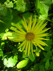 Doronicum macrophyllum