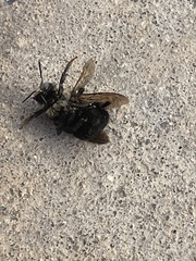 Xylocopa tabaniformis orpifex