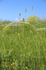 Tragopogon dasyrhynchus