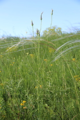 Tragopogon dasyrhynchus