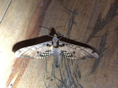 Adhemarius tigrina