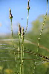 Tragopogon dasyrhynchus