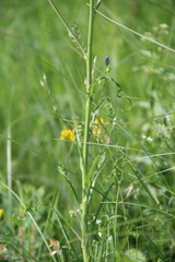 Tragopogon dasyrhynchus