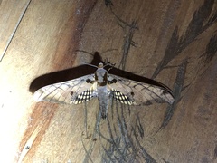 Adhemarius tigrina