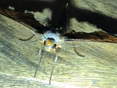 Adhemarius tigrina
